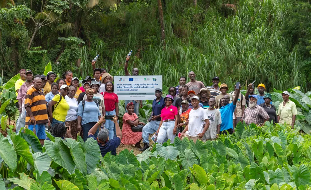 Lead image accompanying “CARDI Hosts Field Demonstration on Sustainable Dasheen and Plantain Intercropping”