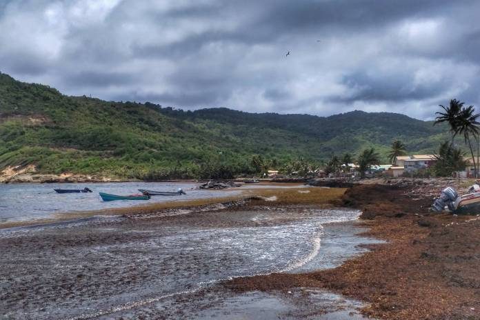 The financial burden of sargassum to Caribbean fisher folk