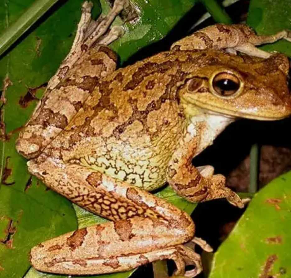 Cuban Tree Frog Reportedly Breeding In Dominica