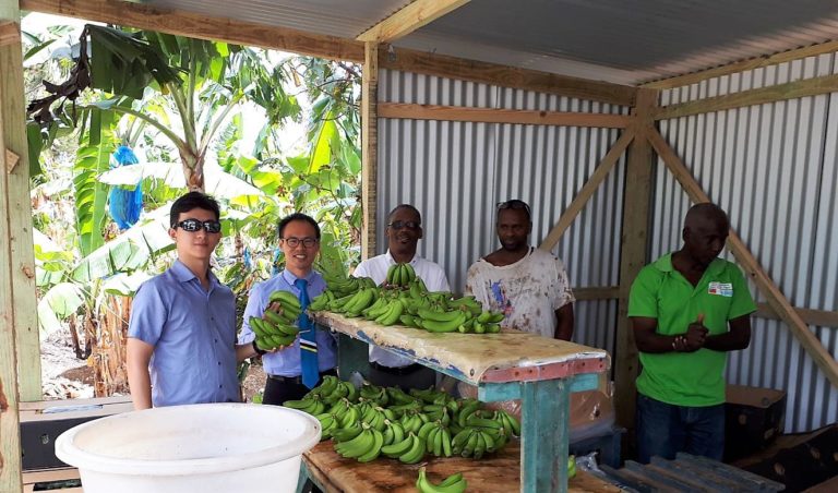  Taiwan helps Saint Lucia banana farmers gain access to international market