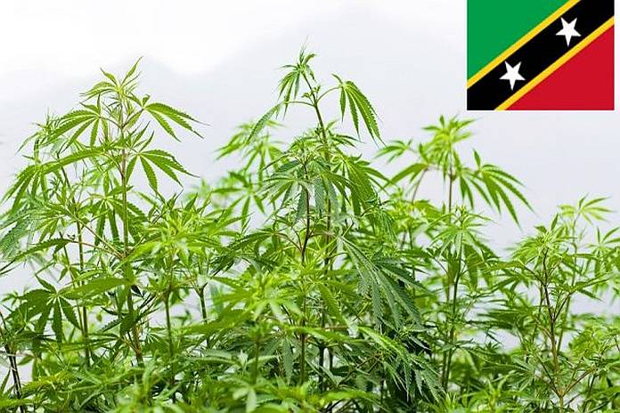 St Kitts-Nevis judge rules it’s legal for citizens to smoke marijuana