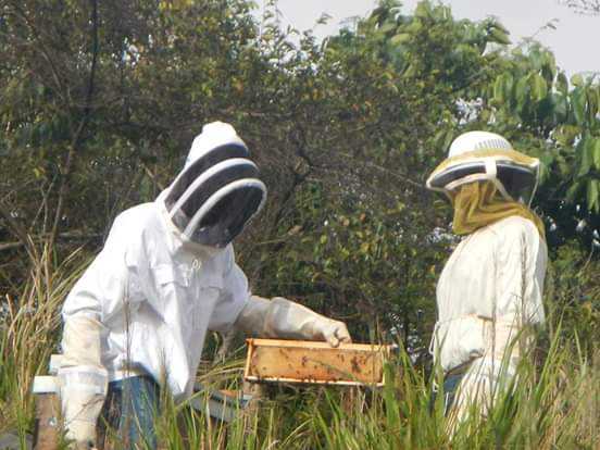 “ApiCaribe”: Argentina & IICA to assist Dominica in Apiculture