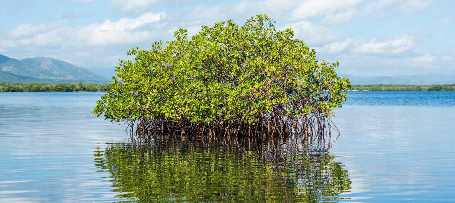  Caribbean Biodiversity Fund Approves US$12 Million for Ecosystem-based Adaptation to Climate Change in 10 Caribbean Countries