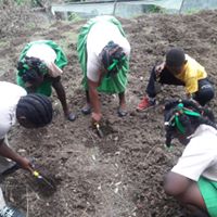 Junior Achievement Dominica Grow Project well underway at eleven schools across Dominica