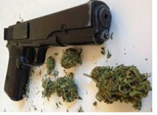  Over Twenty Thousand Grams Of Cannabis And One Pistol Seized