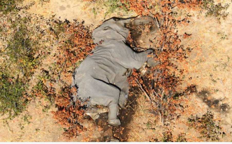  Hundreds of elephants found dead in Botswana