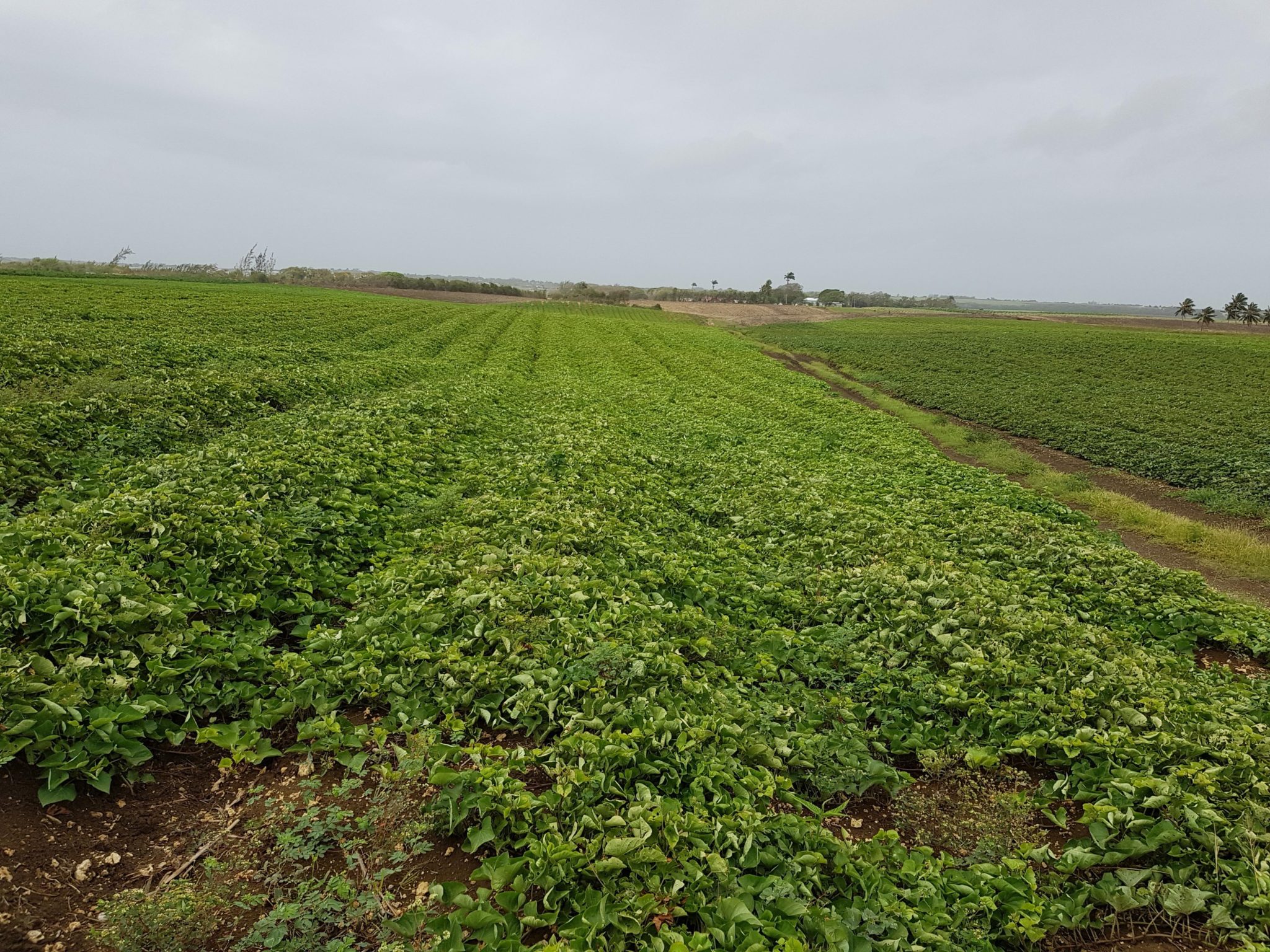 The Government of Barbados collaborates with partner organizations to train stakeholders in sweet potato best practices