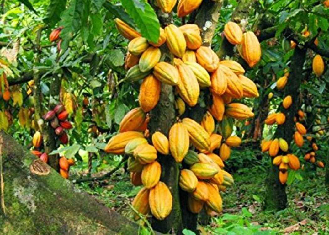 COCOA CLUSTER SEEKS INPUT FROM AGRO-PROCESSORS