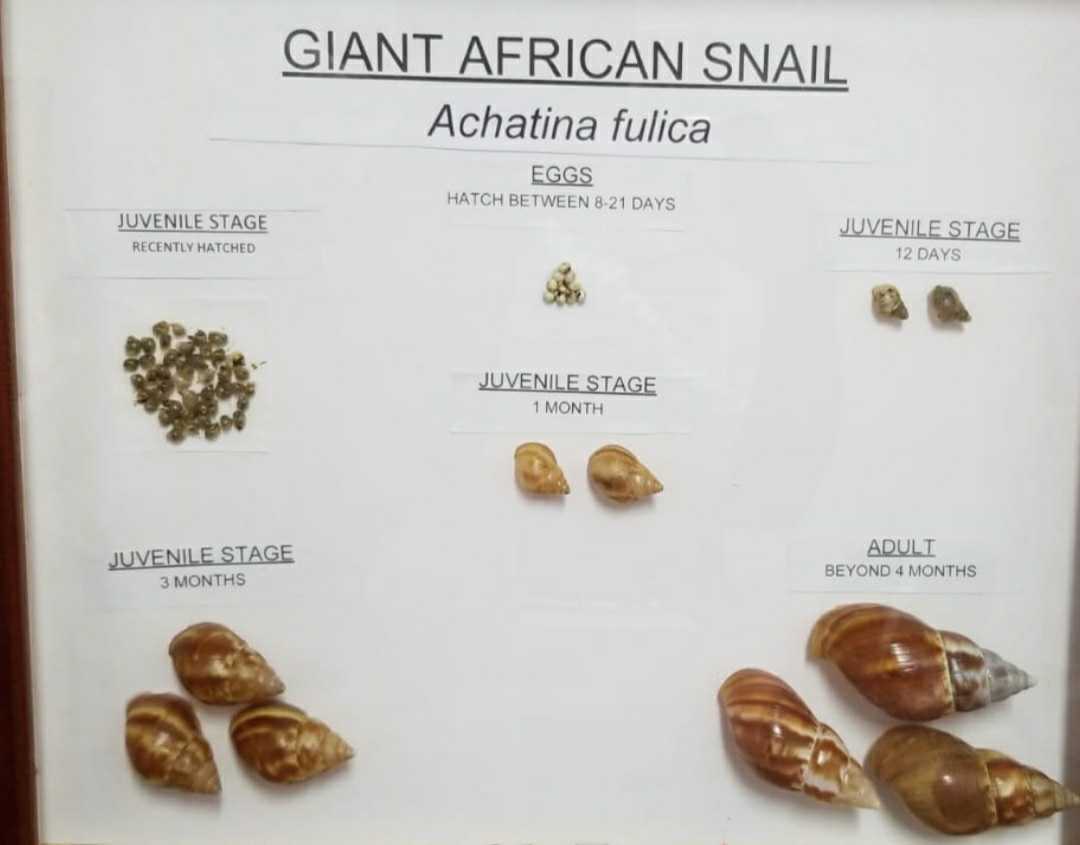 Plant Protection Unit Warns Against Giant African Snail