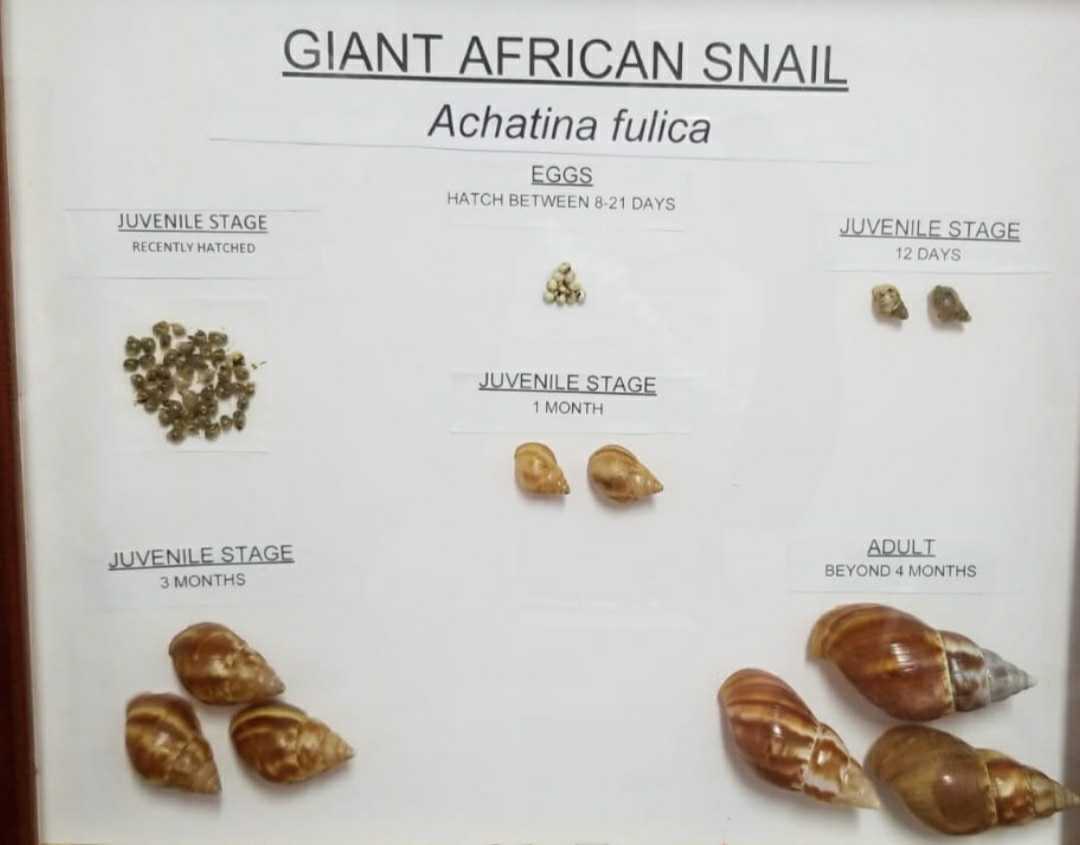  Plant Protection Unit Warns Against Giant African Snail