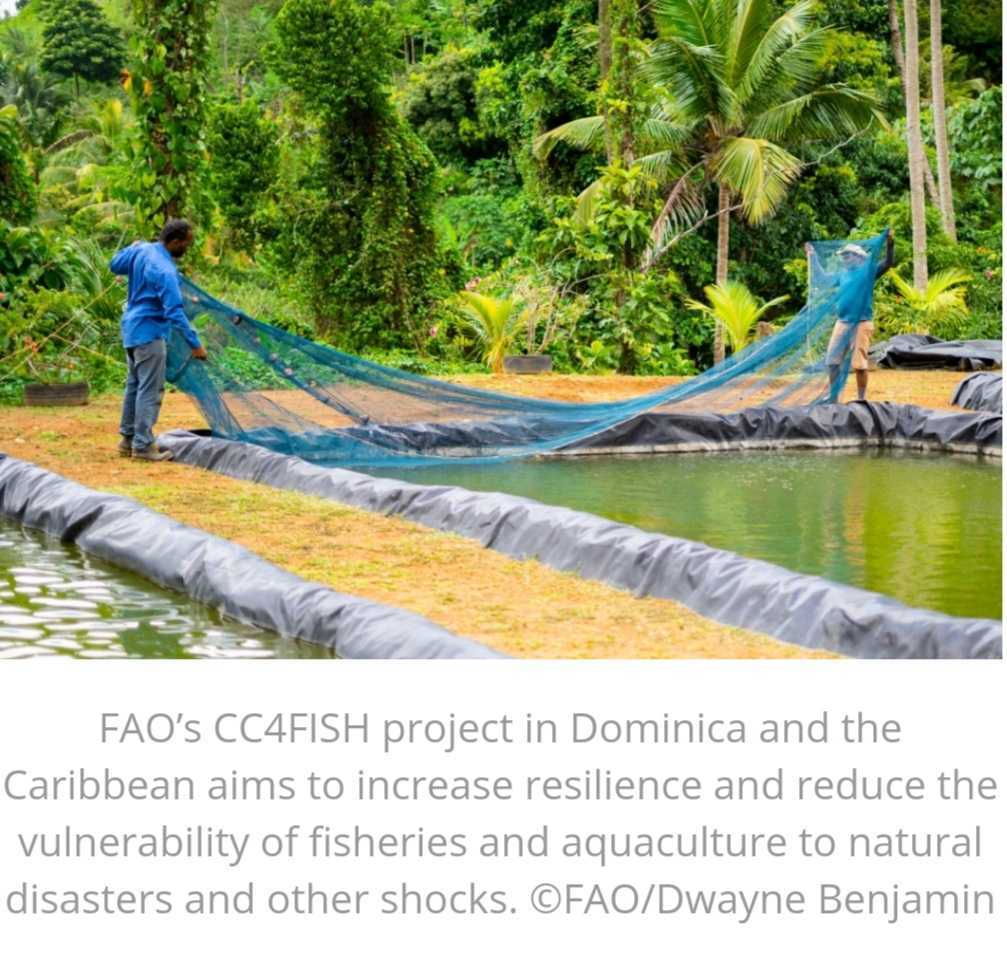  A fresh start for prawn producers after extreme weather conditions in Dominica