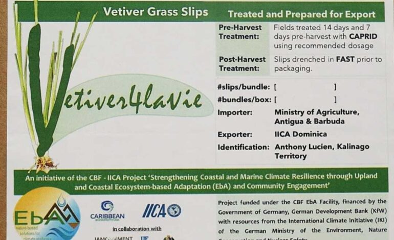 Dominica makes first export of Vetiver grass to Antigua and Babuda under IICA-CBF EbA project