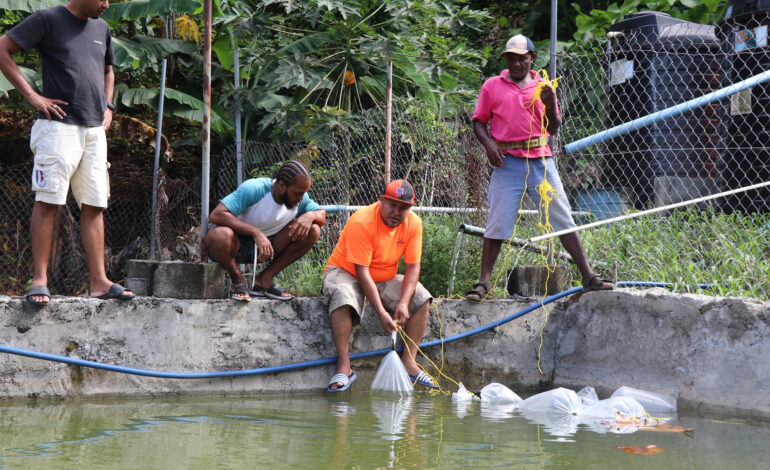 AQUACULTURE FARMING ON ISLAND MAKING SIGNIFICANT STRIDES JIMMIT HATCHERY 3RD SUCCESSFUL DISTRIBUTION POST HURRICANE MARIA