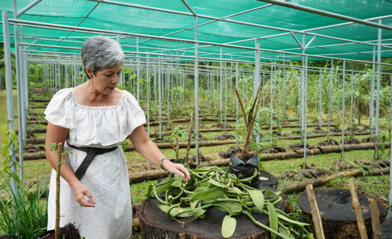 Woman vanilla farmer shows way as SIDS country battles pandemic’s struggles