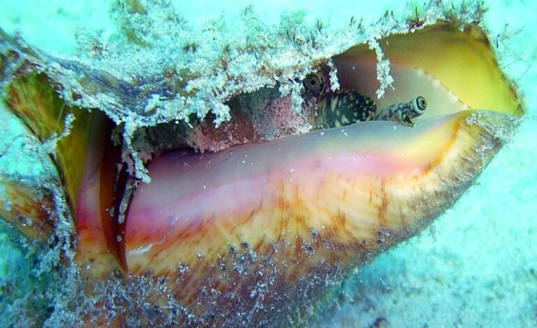 The Preservation of Queen Conch