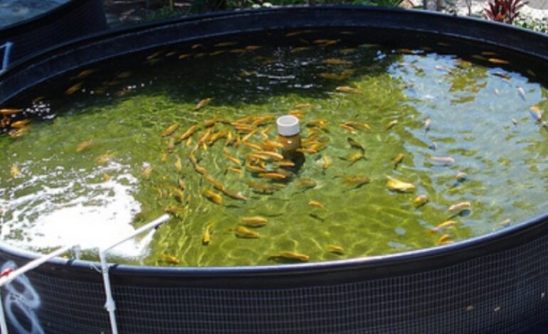 Mexico and the Food and Agriculture Organization of the United Nations offer free training in aquaculture and aquaponics for food security and climate resilience in the Caribbean