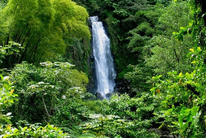 Dominica joins the rest of the world in celebrating  International  Forest day under the theme: “Forests and sustainable production and consumption.”
