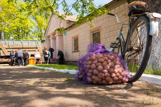 Food security in Ukraine: FAO distributes seed potatoes to vulnerable rural families