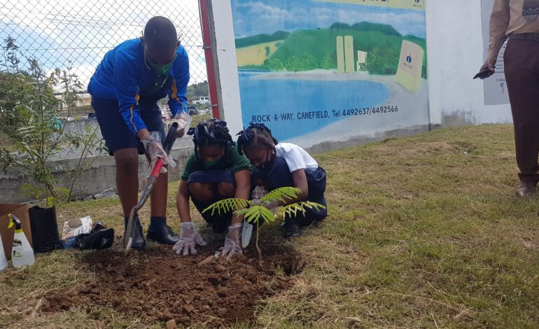 “Plant it Up Roseau” Initiative has been launched