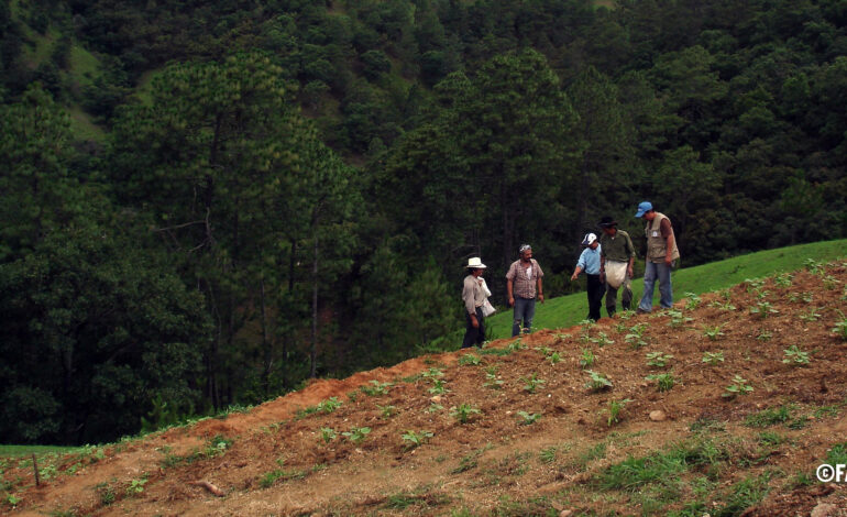 FAO to boost soil nutrient mapping in Central America and sub-Saharan Africa