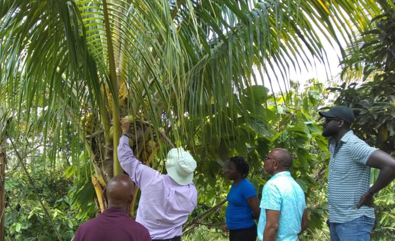 Saint Lucia moves to improve its coconut production