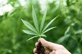 UWP Calls on Government to Revisit its Policy on the Marijuana Industry in Dominica