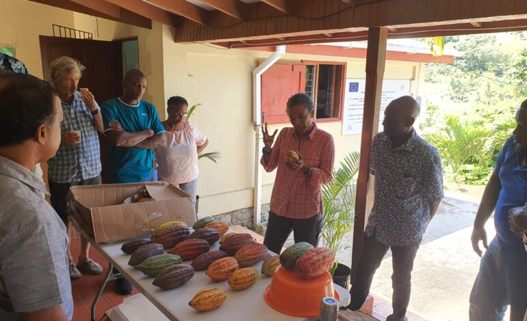  Saint Lucia’s “finest” cocoa gets a significant boost to revitalize the sector