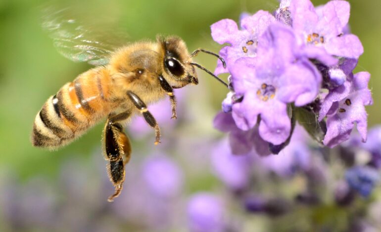 WHY IS WORLD BEE DAY CELEBRATED?