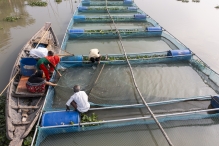 FAO leads global efforts to strengthen aquaculture for food and sustainable development