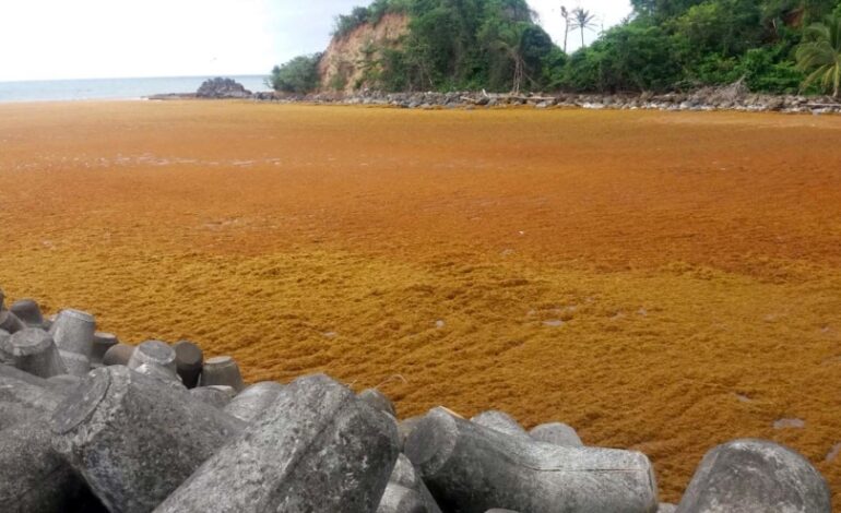 Scientific breakthrough announced to help solve beached seaweed problem in Caribbean