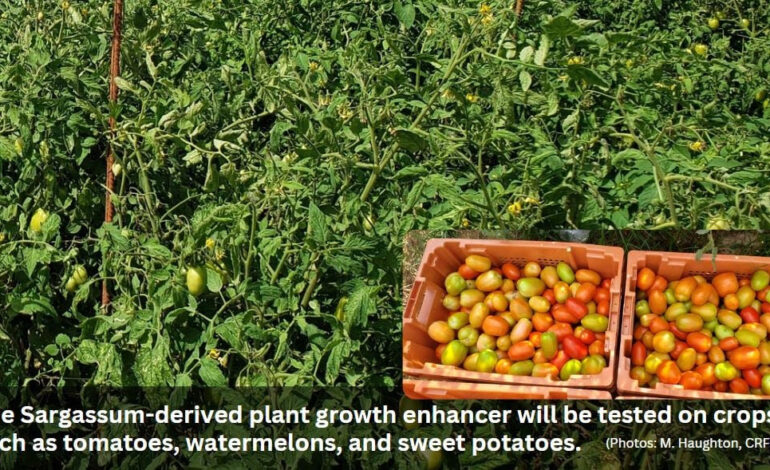 Field trials on the horizon for Sargassum-derived fertilizer