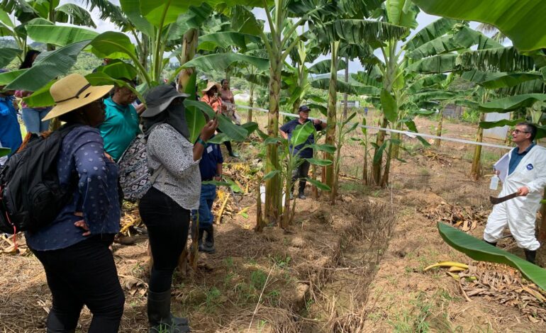 FAO and partners working on safeguarding Caribbean Bananas