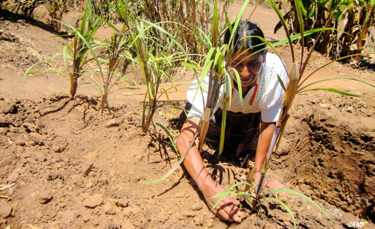 New UN Report: 74 percent of Latin American and Caribbean countries are highly exposed to extreme weather events, affecting food security