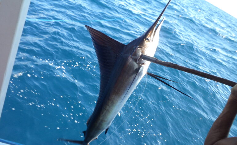 The Inaugural Meeting of FAO/WECAFC and ICCAT reinforces their robust collaborative framework to bolster tuna and tuna-like fish sustainability along with better fisheries management in the Caribbean through improved data collection